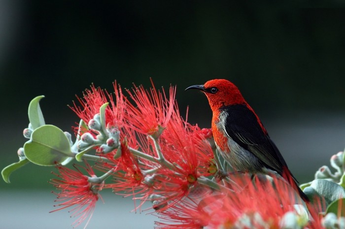 E`kzoticheskaya ptitsa e`kzoticheskiy tsvetok makro Exotic bird exotic flower macro 6165h4108 700x465 Экзотическая птица, экзотический цветок, макро   Exotic bird, exotic flower, macro